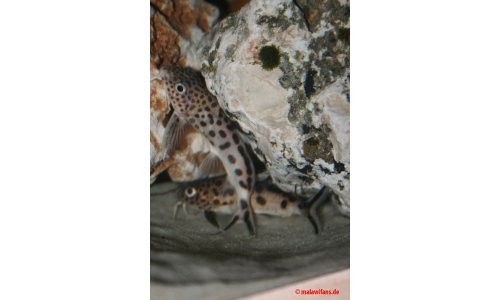 Synodontis multpunktatus